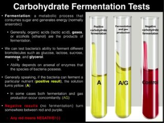 Carbohydrate (CHO) Fermentation Durham Tube Test