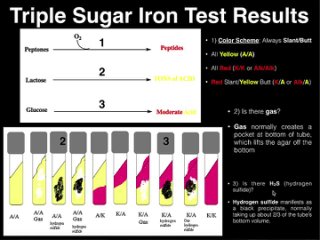 Triple Sugar Iron (TSI) Agar (ч.1)
