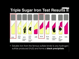 Triple Sugar Iron (TSI) Agar (ч.2)