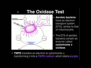 Oxidase Test