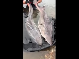 Видео от Рыбалка с Охотой