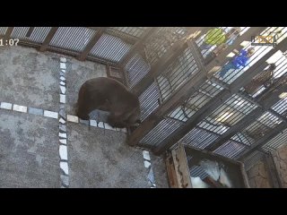 Посетитель челябинского зоопарка попытался накормить медведей жвачкой и сосисками в тесте