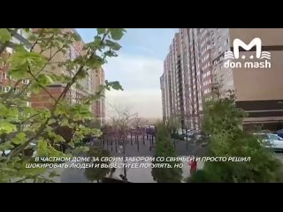 На соседа, который завел свинью в квартире ростовчане подают в суд  Одни из соседей жалуются на визги и вонь, другие... (видео)
