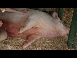 Ээээ....мини??? - Валерий Косырев