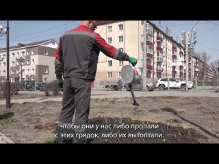 В Южно-Сахалинске приступили к высадке подснежников на городские клумбы