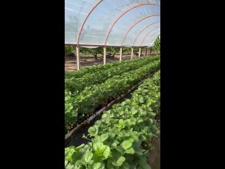 Видео от Выращивание клубники в Крыму
