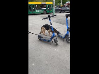 Видео от Дрессировка собак в Пензе. ФСПС-Пенза