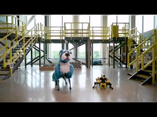 Робопсу Boston Dynamics сшили костюм