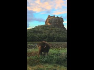 Цейлонский слон
Видео от ZooPlanet. ЗооПланета