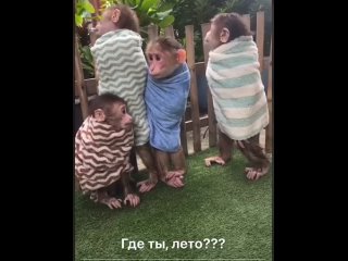 где ты лето?! 🐒