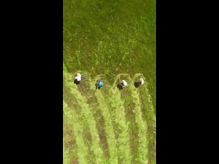 Mowing grass with a scythe