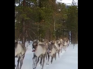 Бег северных оленей запечатлели в Лапландском заповеднике