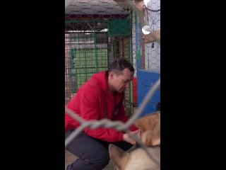 Коза Фрося из Сибирского зоопарка выкармливает выброшенных новорожденных щенков