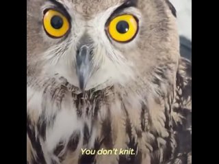 Michael the derpy Eurasian Eagle-owl