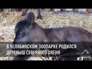 В Челябинском зоопарке родился детеныш северного оленя