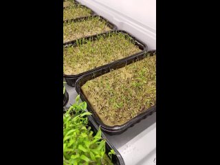 Video by Сити ферма  Трава у дома
