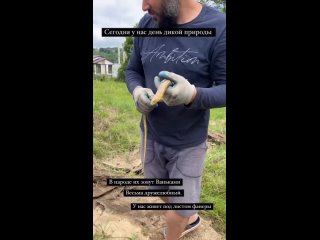 Многие принимают этих безобидных ящериц за змей 🐍  Знакомьтесь, это Желтопузик - безногая ящерица из семейства... (видео)