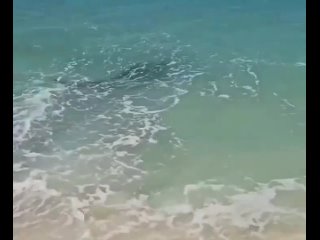 Акулы практически выпрыгивают на берег