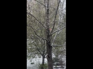 ️ Снег накрыл некоторые регионы России и Белоруссии