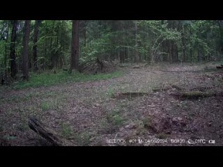 Барсук попал на камеру в калужском лесу