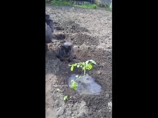 Главный помощник в деревне: ямку вырыл, удобрения положил... (видео)