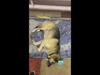 Видео от Все собаки приюта “Ржевка“