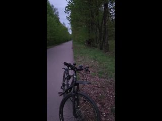 Запомните: лоси — это вам не пони, близко подходить к ним не стоит. Лось убивает одним ударом копыта.  Женщинам,... (видео)