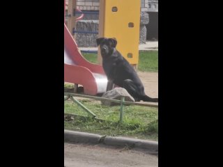 В Вологде ищут дом для собаки, чей хозяин погиб на СВО