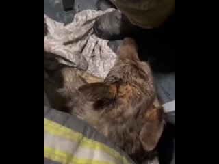 В Ленинградской области огнеборцы МЧС России на пожаре спасли собаку