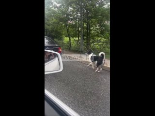 🤬 Тащила пса на поводке за машиной женщина в Сочи.   Она привязала собаку и разогналась, чем возмутила других... (видео)