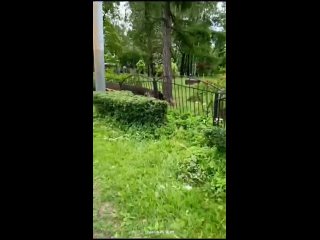 На Сердобольской у Пионерского сада грохнулось дерево (видео)