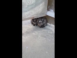 Видео от Помощь бездомным животным “ДОБРОЕ СЕРДЦЕ“