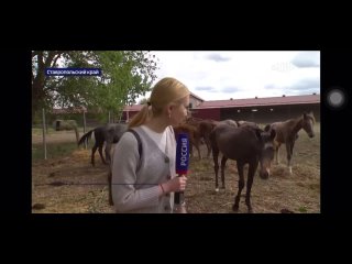 Вести. Дежурная часть. Бастрыкин взял под контроль дело о гибели лошадей на Ставрополье