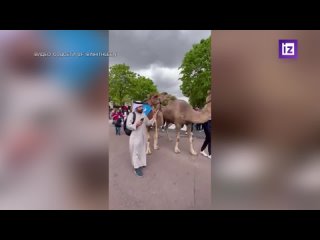На улицах Парижа прошел парад верблюдов, лам и альпак.