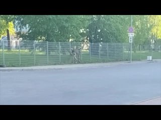 Стали известны грустные подробности о лосёнке, которого вчера заметили в Казани. К сожаление новости о нём не... (видео)