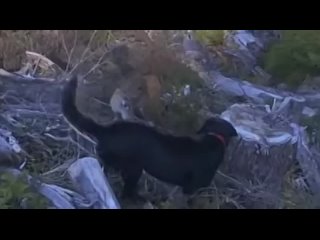 Man and his dog try to fend off Puma