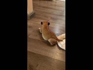 🦁 В хоспис «Дом тигра» привезли новорождённую львицу   Малышка прибыла в Ленобласть из Донецка от частных владельцев и... (видео)