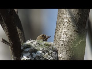 Самочка зяблика строит гнездо в Удельном парке