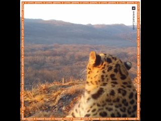 ️ Грациозный дальневосточный леопард покрасовался перед фотоловушкой