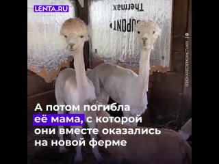 Стая овец приняла альпака как родную и помогла ей справиться со смертью матери.  Удивительная история о любви и... (видео)