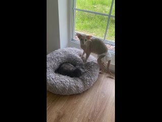 Видео от Питомник ориентальных кошек Муррайя  Murraiya.