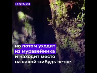 Гриб-паразит, превращающий своих жертв в послушных зомби, это не выдумки фантастов, а правда.  За одним исключением —... (видео)