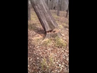 Песика не боялись перепелить или ноги укоротить? - Валера Космынин