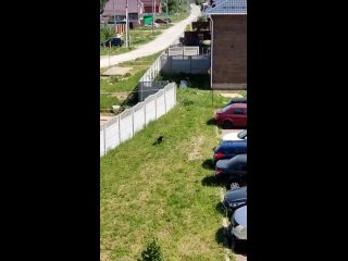 звери думайте прежде чем приближаться к людям - Гуля Ханеева
