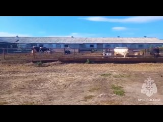 😻Нижегородские пожарные спасли шестерых котят из горящей фермы на Бору.  Когда появились первые языки пламени,... (видео)