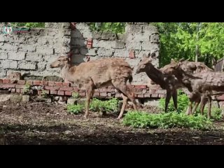 🦌 В казанском зооботсаде появились самки пятнистых оленей.  Животные приехали в Казань в начале мая из Ярославского... (видео)