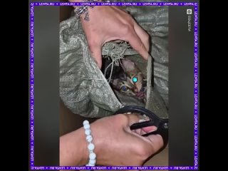 Волонтёр спасла 20 котят, выброшенных в мусорных мешках.  Жильцы, которым принадлежали животные, переехали в другой... (видео)