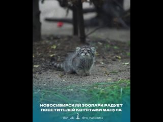 Ну до чего сладкие 😍 Жалко не приручаются - Екатерина Баклаенко