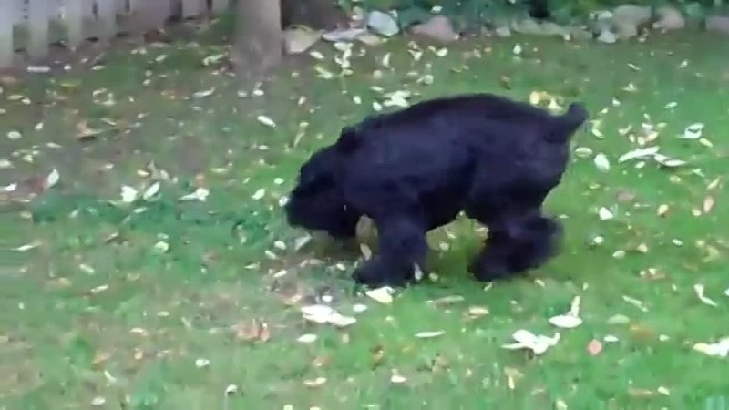 Midnight Solo Black Russian Terrier playing with young