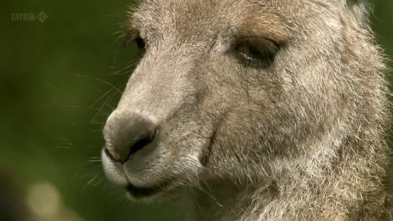 BBC - Secrets of our Living Planet - 2of4 the Secret of the Savannah